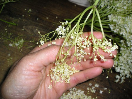 Fleurs de sureau.. là aussi y'a du boulot !